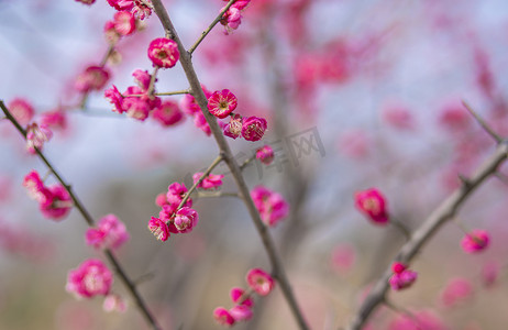 树上的梅花下午梅花树林无摄影图配图