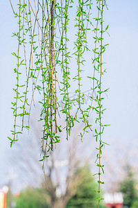 发芽的柳树摄影照片_发芽的柳枝白天柳枝室外发芽的柳枝摄影图配图