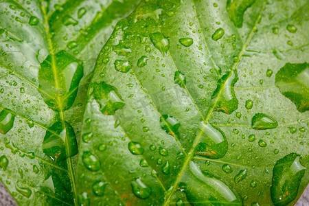 叶片摄影照片_植物脉络水滴谷雨雨水摄影图配图