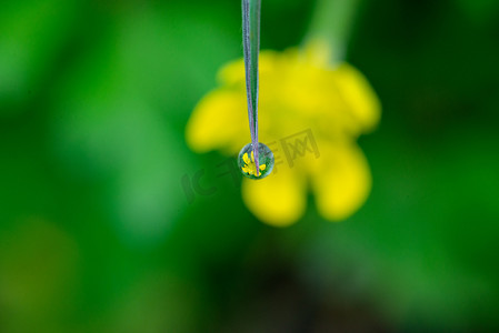 绿色雨水摄影照片_水珠挂在草叶上春天雨后露珠野外草地上凝结摄影图配图