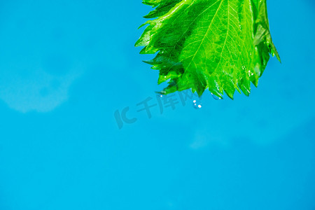 水中漂浮的绿叶白天绿叶室外水中漂浮的绿叶摄影图配图