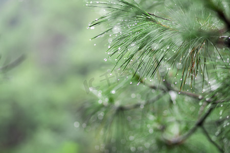 摄影照片_雨后的松树下午松树叶树林无摄影图配图