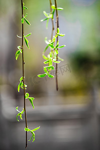 水花水波纹摄影照片_柳条白天柳条树枝室外柳树柳条摄影图配图