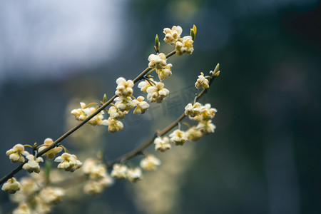 小碎花边框摄影照片_开满枝头的山鸡椒下午山鸡椒树林无摄影图配图