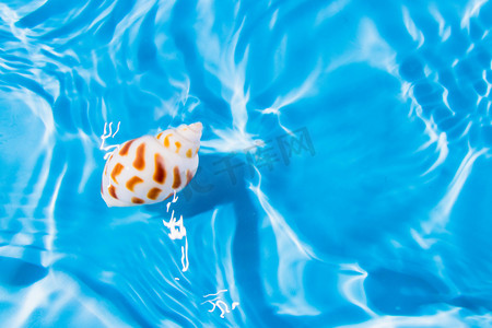 海星和小贝壳png摄影照片_贝壳白天夏日度假室外水波摄影图配图