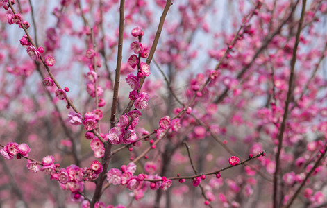 红梅树枝摄影照片_树枝上的梅花下午梅花树林无摄影图配图