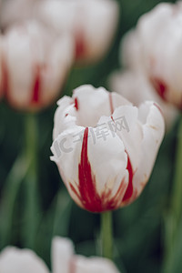 春天花朵红色摄影照片_风景郁金香花海花朵白色摄影图配图