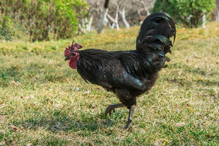 鸡草地摄影照片_动物白天黑色公鸡草地是觅食摄影图配图