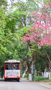 春风袭来摄影照片_公园中午花开了公园里移动摄影图配图