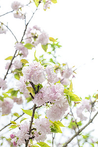 开春打虎摄影照片_白色花苞风景树枝叶子摄影图配图