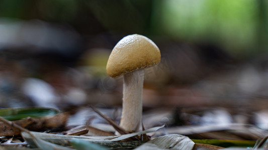 蘑菇发芽生长春天蘑菇野外湿地冒出摄影图配图