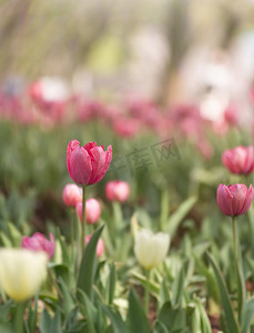 春天公园赏花粉色郁金香花绽放摄影图配图