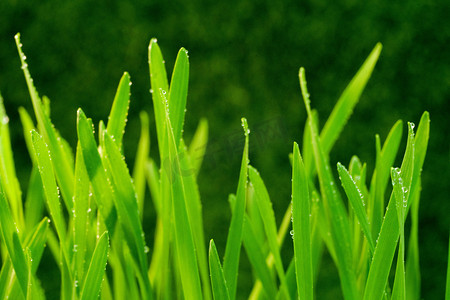 节气白露摄影照片_谷雨水滴雨滴白天叶径上的水珠室外谷雨摄影图配图