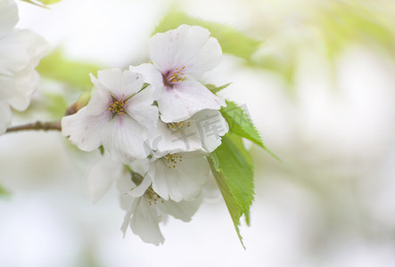 春天公园赏花樱花枝头盛开摄影图配图