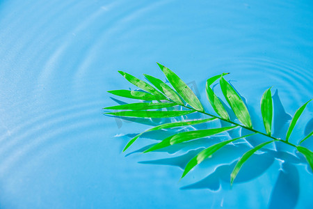 植物漂浮元素摄影照片_绿叶白天海面绿叶室外海面摄影图配图