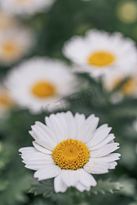 黄色绿色花朵摄影照片_鲜花风景花花朵小雏菊摄影图配图
