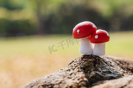 养分摄影照片_阳光春天蘑菇植物绿植摄影图配图
