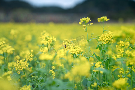 春天人摄影照片_油菜花春天蜜蜂乡村生活赏花摄影图配图