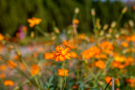 橙色花艺摄影照片_自然风景下午野花丛户外花卉摄影图配图