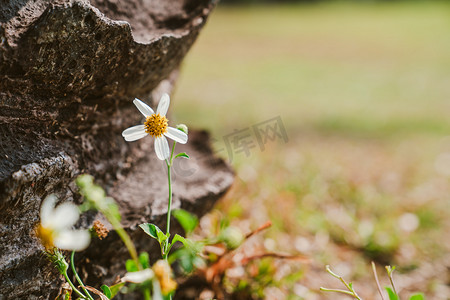 植物花朵春天花草阳光摄影图配图