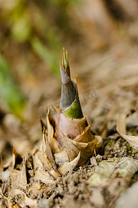 竹子特写摄影照片_户外白天一棵竹笋在土地里生长摄影图配图