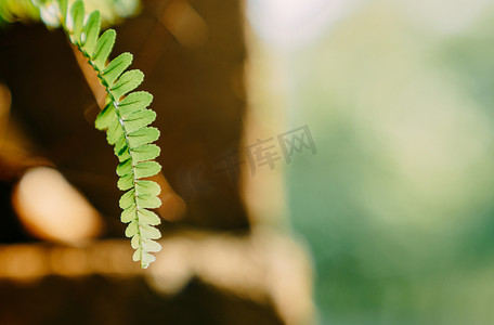 绿叶阳光摄影照片_阳光植物绿植春天逆光摄影图配图