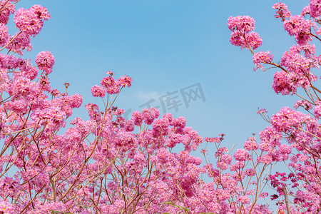 紫色花卉插画摄影照片_风铃花春天花朵室外公园摄影图配图