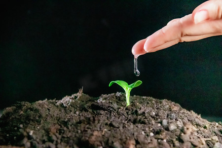 芽图片摄影照片_春季谷雨发芽水珠白天发芽室外发芽叶子水滴摄影图配图