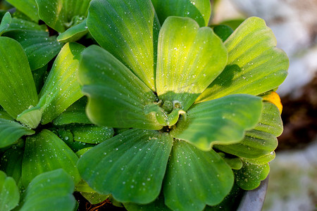 微距白天绿叶上的水珠户外绿植摄影图配图