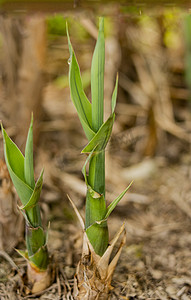 白天户外两棵竹笋在土地里生长摄影图配图