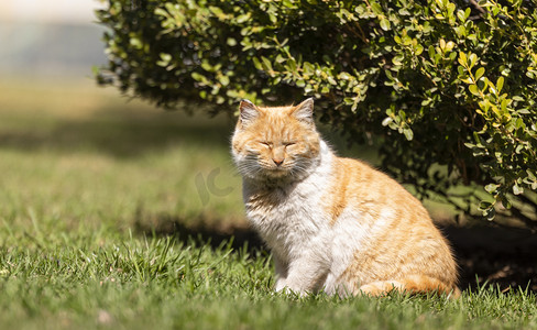 春天的猫春天猫户外草地卧着摄影图配图