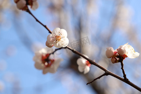 春天杏花上午白色杏花枝杏花林近景仰拍摄影图配图