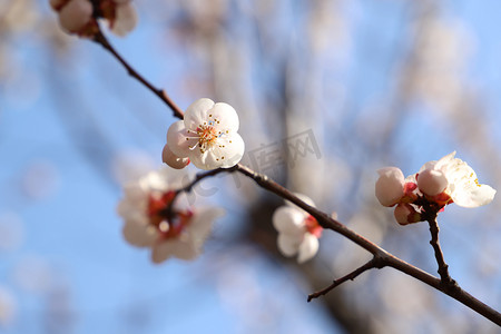 林花摄影照片_春天杏花上午白色杏花枝杏花林近景仰拍摄影图配图