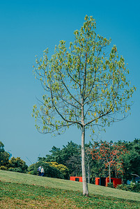 春天景色摄影照片_草地树木春天景色植物摄影图配图