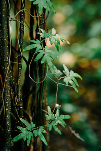 绿植树叶摄影照片_植物春天叶子绿植树叶摄影图配图