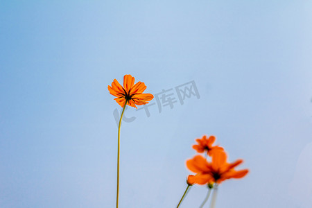 蓝橙色摄影照片_自然下午蓝天下的花户外花卉摄影图配图