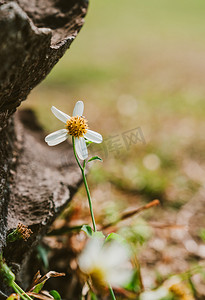 养分摄影照片_花朵花儿春天植物阳光摄影图配图