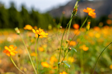 橙色花艺摄影照片_自然风景白天野花丛中的花户外花卉摄影图配图