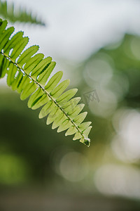 阳光植物春天绿色叶子摄影图配图