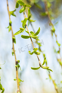 绿色清新立春摄影照片_自然风景春季柳枝户外发芽摄影图配图