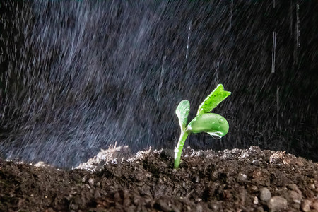 谷雨植物摄影照片_春季谷雨发芽白天发芽植物室外春季谷雨发芽摄影图配图