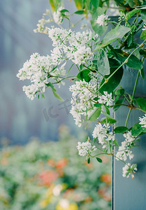 春天阳光植物花卉花朵摄影图配图