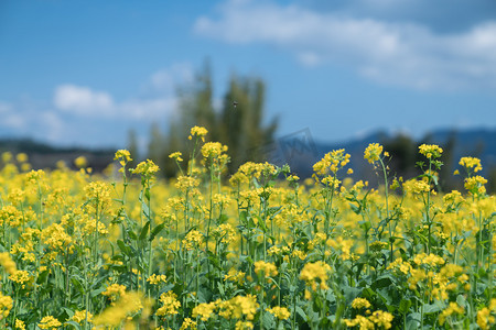 阳春东湖摄影照片_赏花春天三月油菜花蓝色田野黄色油菜花