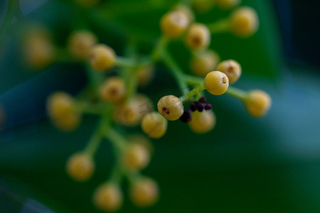 微距白天未开放的花蕊户外绿植摄影图配图