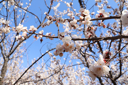 春季新品促销摄影照片_春季上午白色杏花杏花林远景摄影图配图