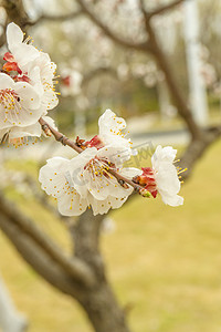 四月春天自然风景桃花盛开摄影图配图
