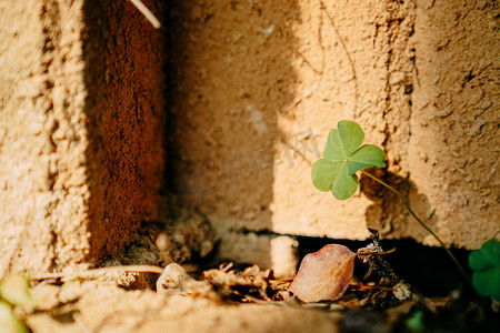养分摄影照片_植物阳光春天绿植叶子摄影图配图