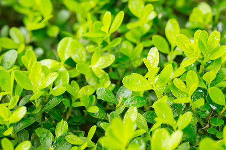 阳光光线绿色植物鲜艳露水叶子阳光摄影图配图
