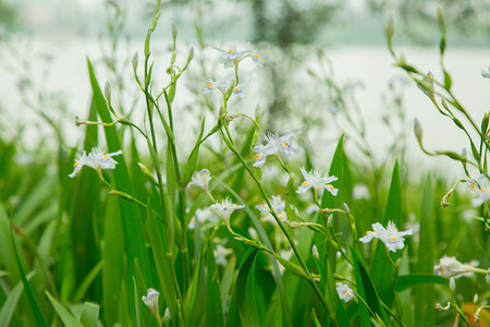 春花摄影照片_风景绿色春花花瓣生长摄影图配图