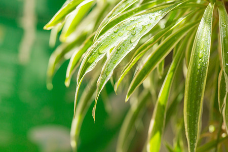 植物盆景摄影照片_景观盆景静物阳光金边吊兰俯拍露水绿色植物摄影图配图